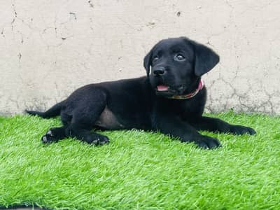 Pure British Labrador female puppy for sale urgent
