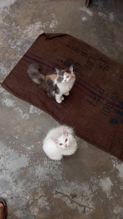 pair high quality calco and white colour cats for sale