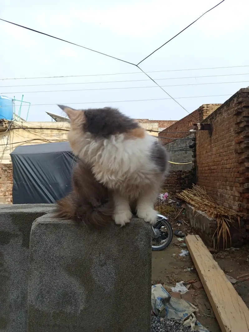 pair high quality calco and white colour cats for sale — photo 2