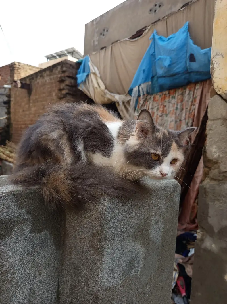 pair high quality calco and white colour cats for sale — photo 3