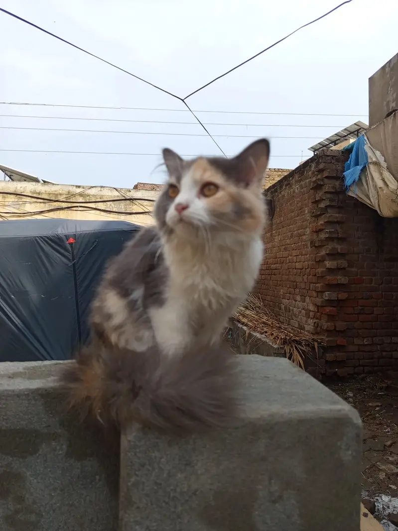 pair high quality calco and white colour cats for sale — photo 4