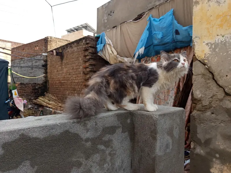 pair high quality calco and white colour cats for sale — photo 6