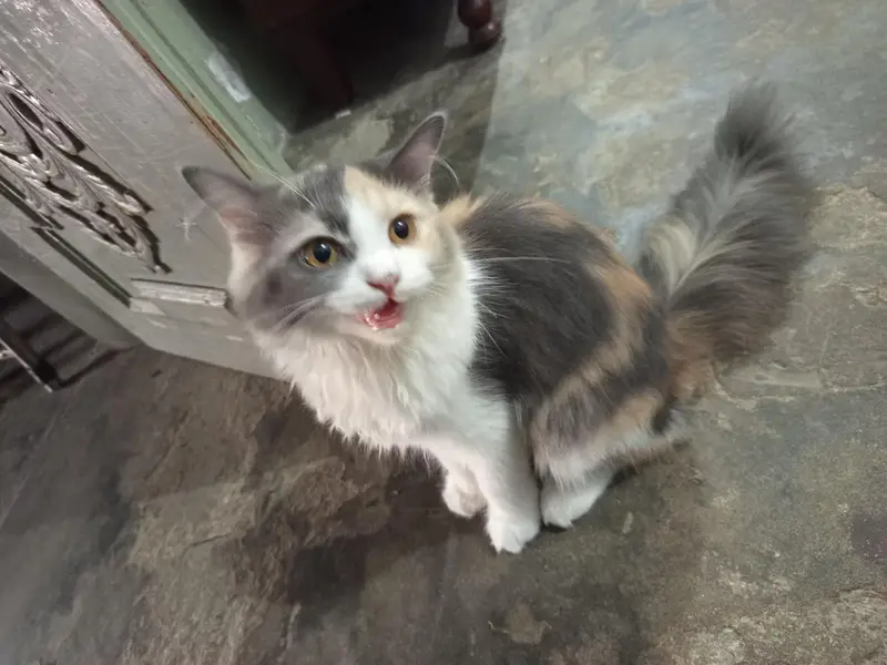 pair high quality calco and white colour cats for sale — photo 7