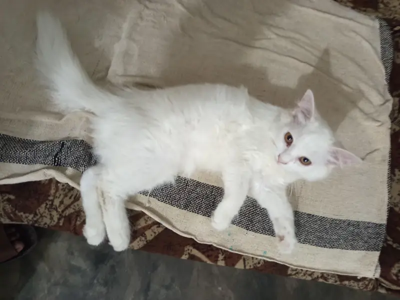 pair high quality calco and white colour cats for sale — photo 8