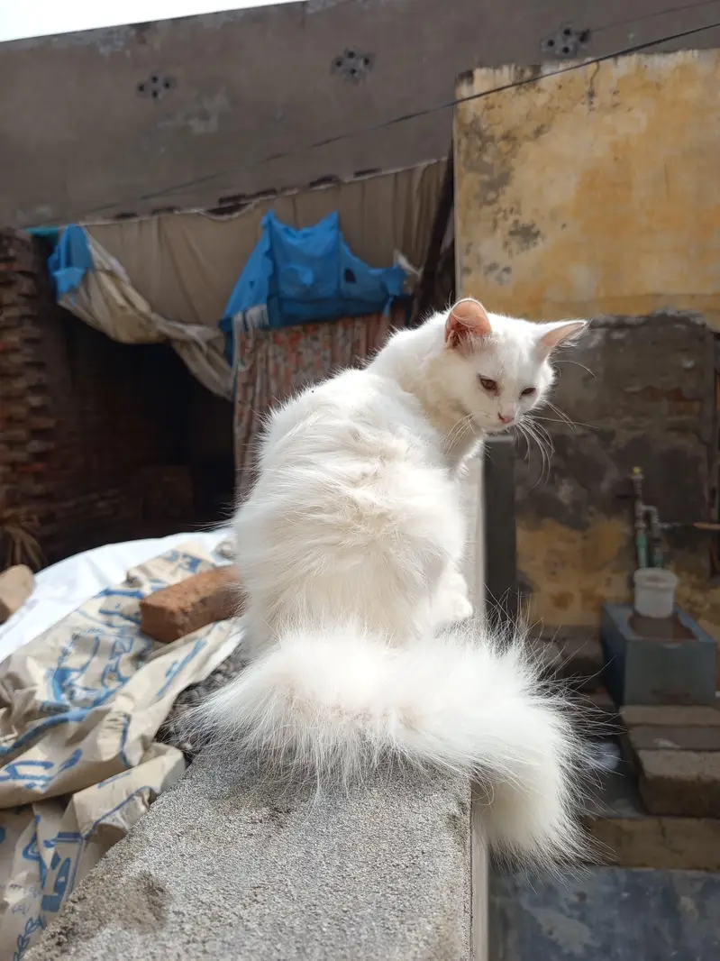 pair high quality calco and white colour cats for sale — photo 9