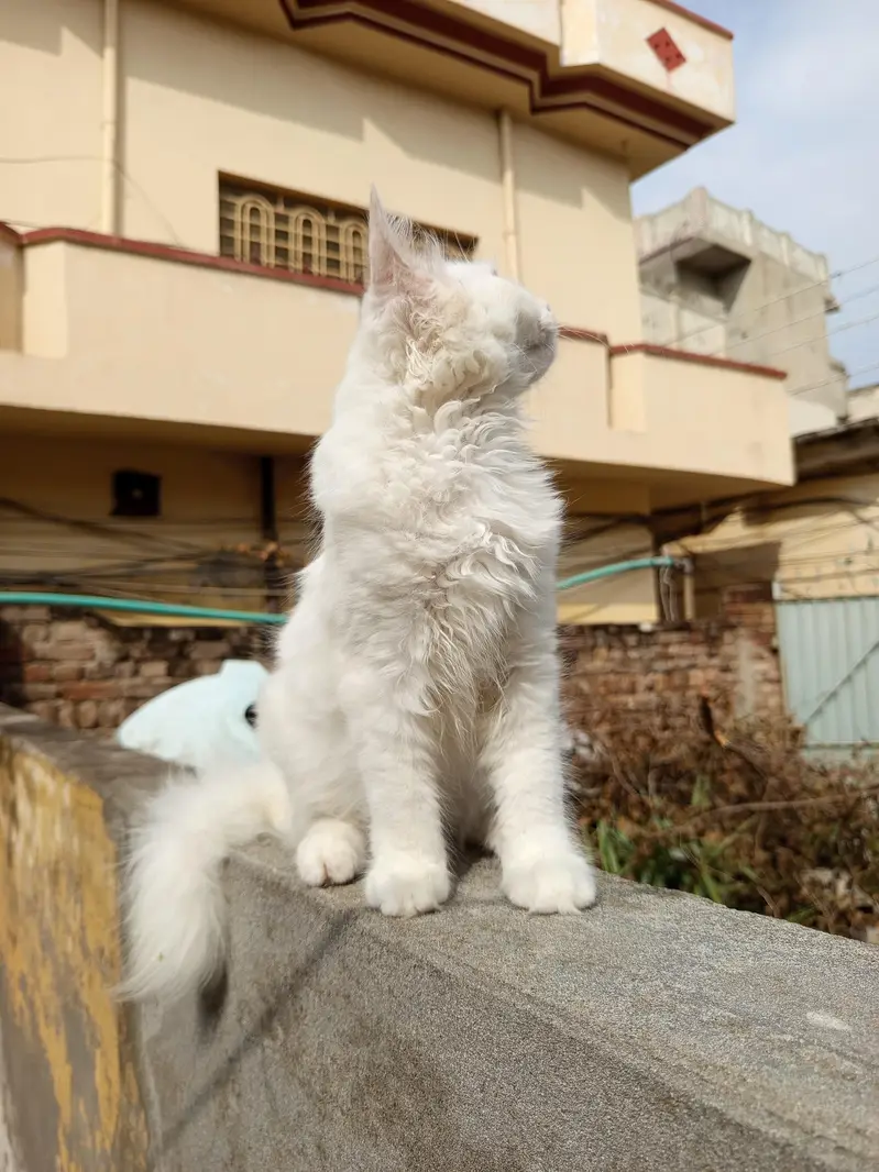 pair high quality calco and white colour cats for sale — photo 10
