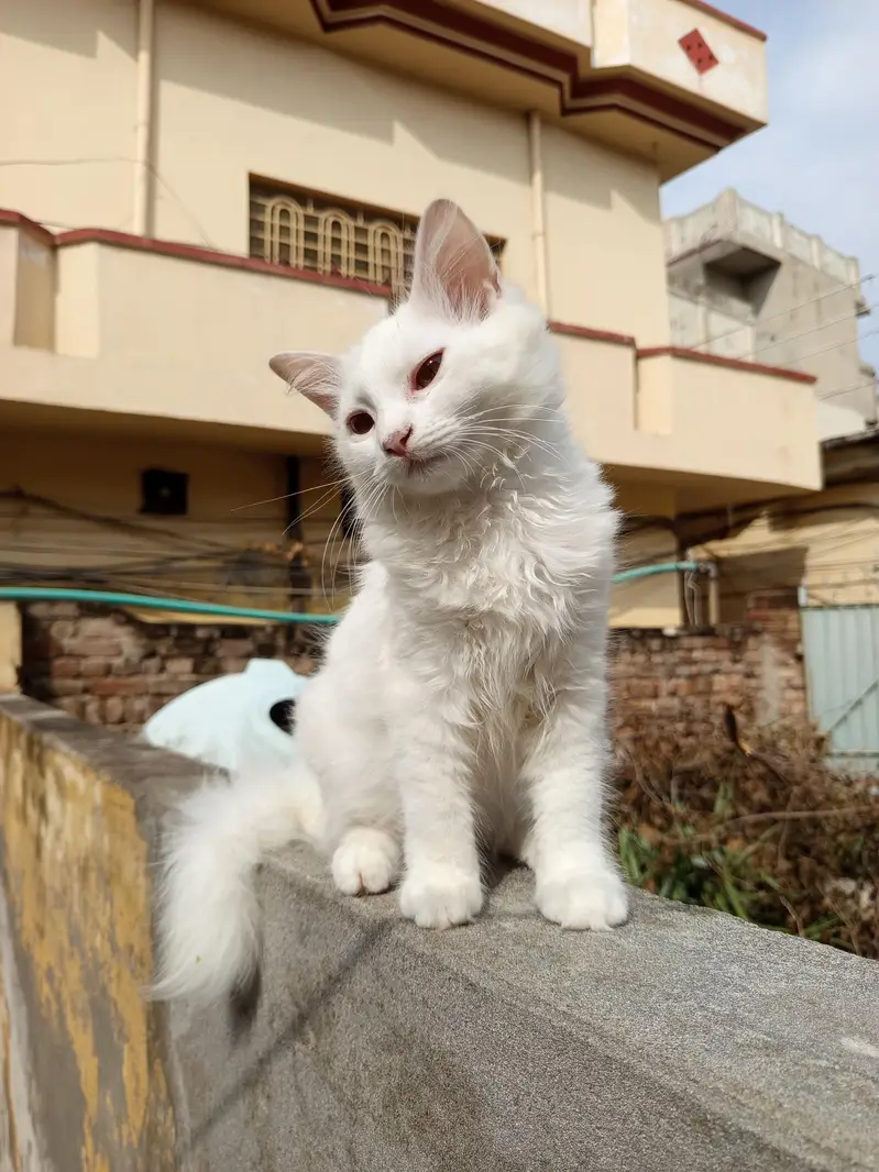 pair high quality calco and white colour cats for sale — photo 11