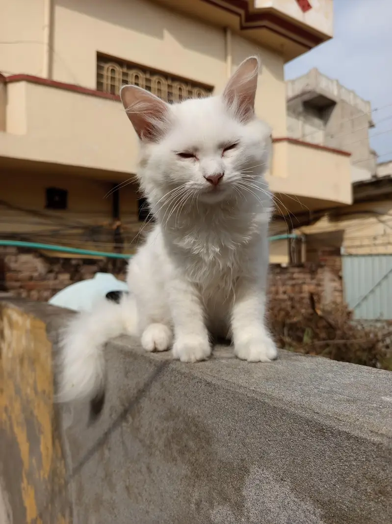 pair high quality calco and white colour cats for sale — photo 12