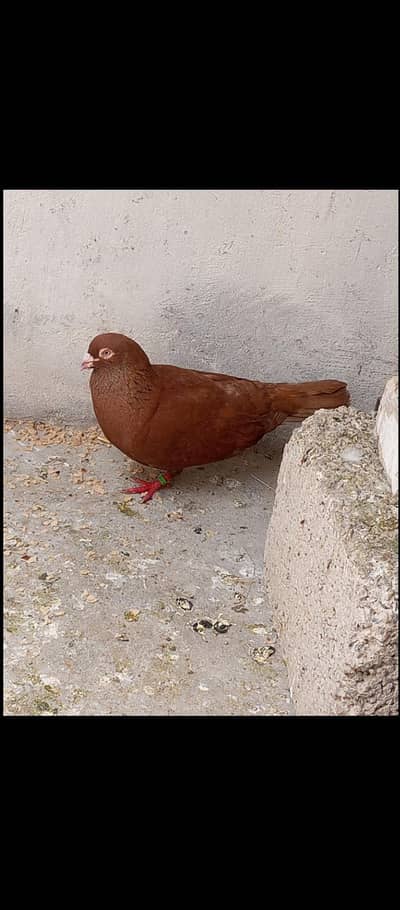 for sale Whatsapp 03125000521