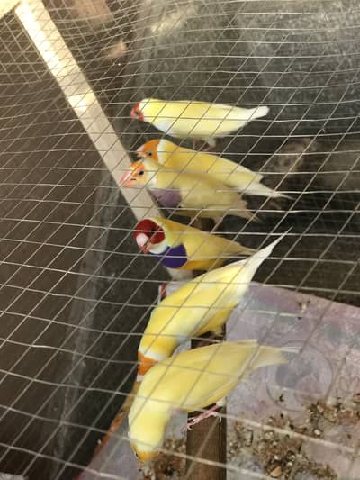 Lutino gouldian good size pair 100%garunte breederpair for urgent sale