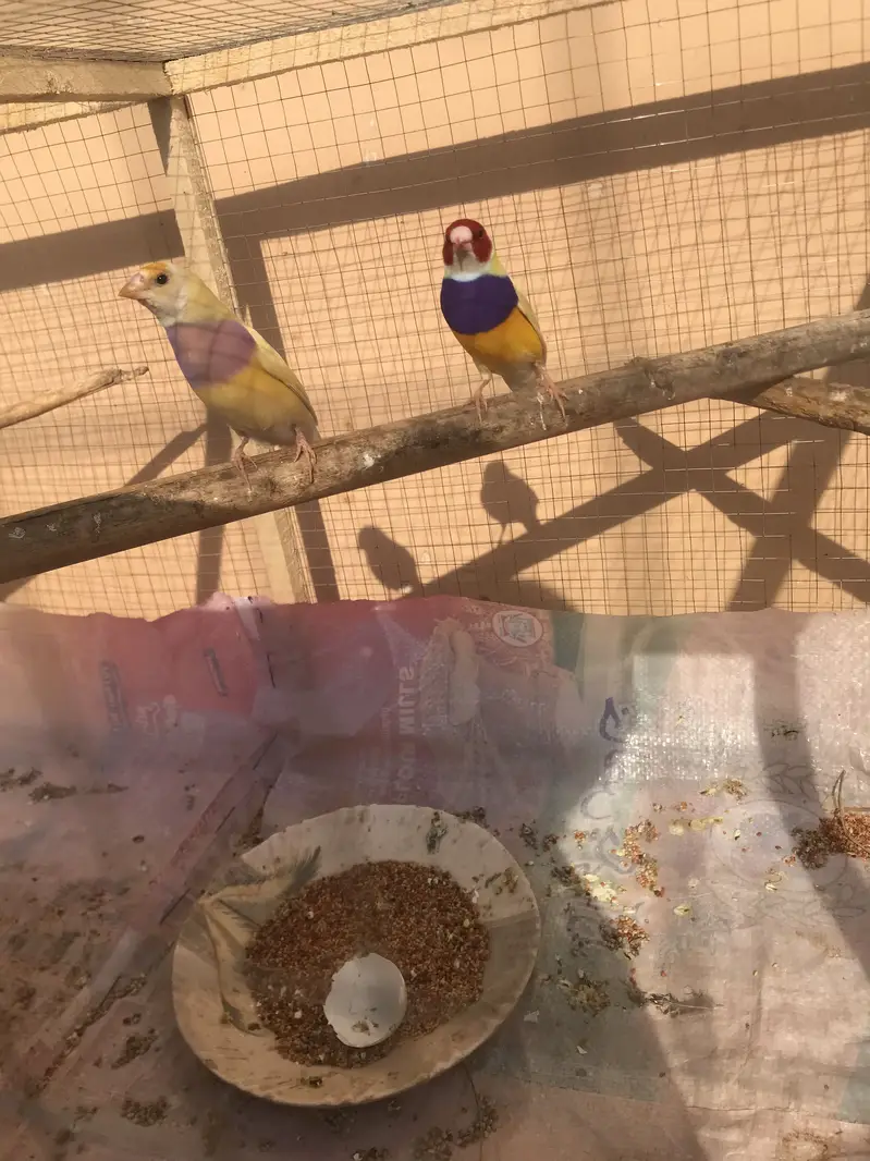 Lutino gouldian good size pair 100%garunte breederpair for urgent sale — photo 2