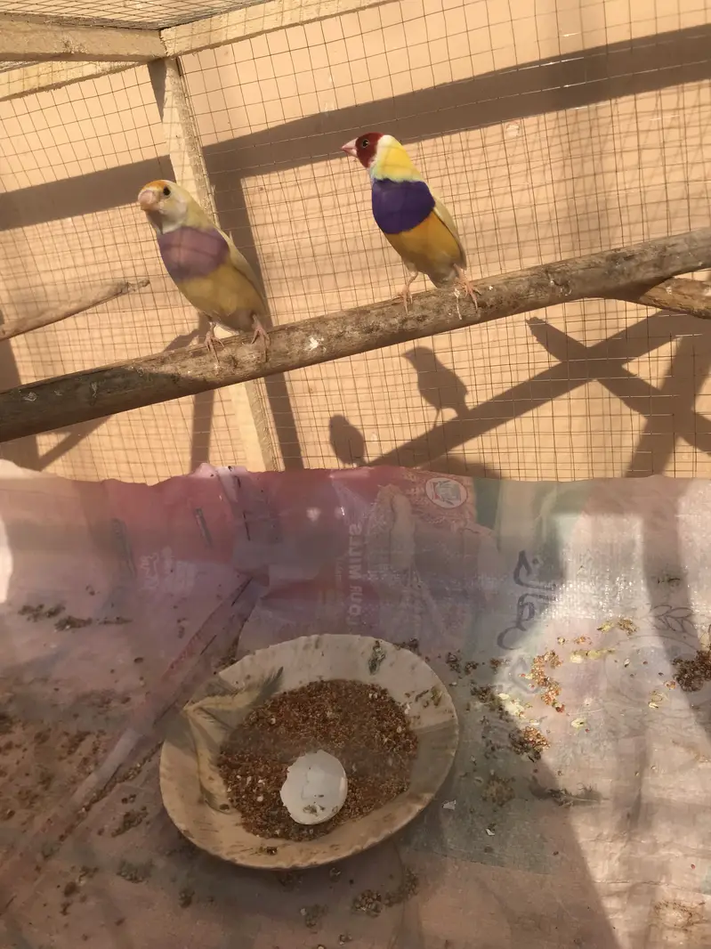 Lutino gouldian good size pair 100%garunte breederpair for urgent sale — photo 3
