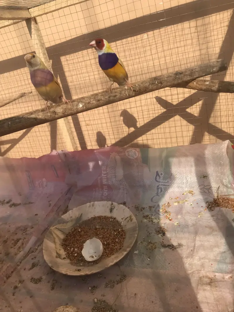 Lutino gouldian good size pair 100%garunte breederpair for urgent sale — photo 4