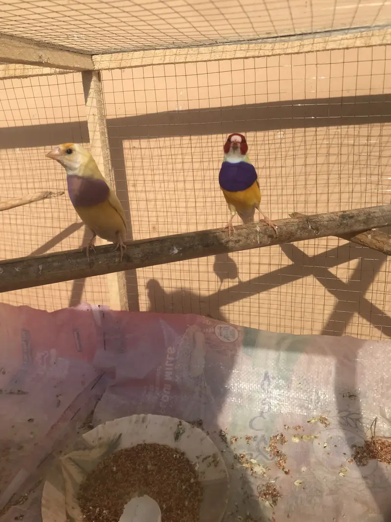 Lutino gouldian good size pair 100%garunte breederpair for urgent sale — photo 5