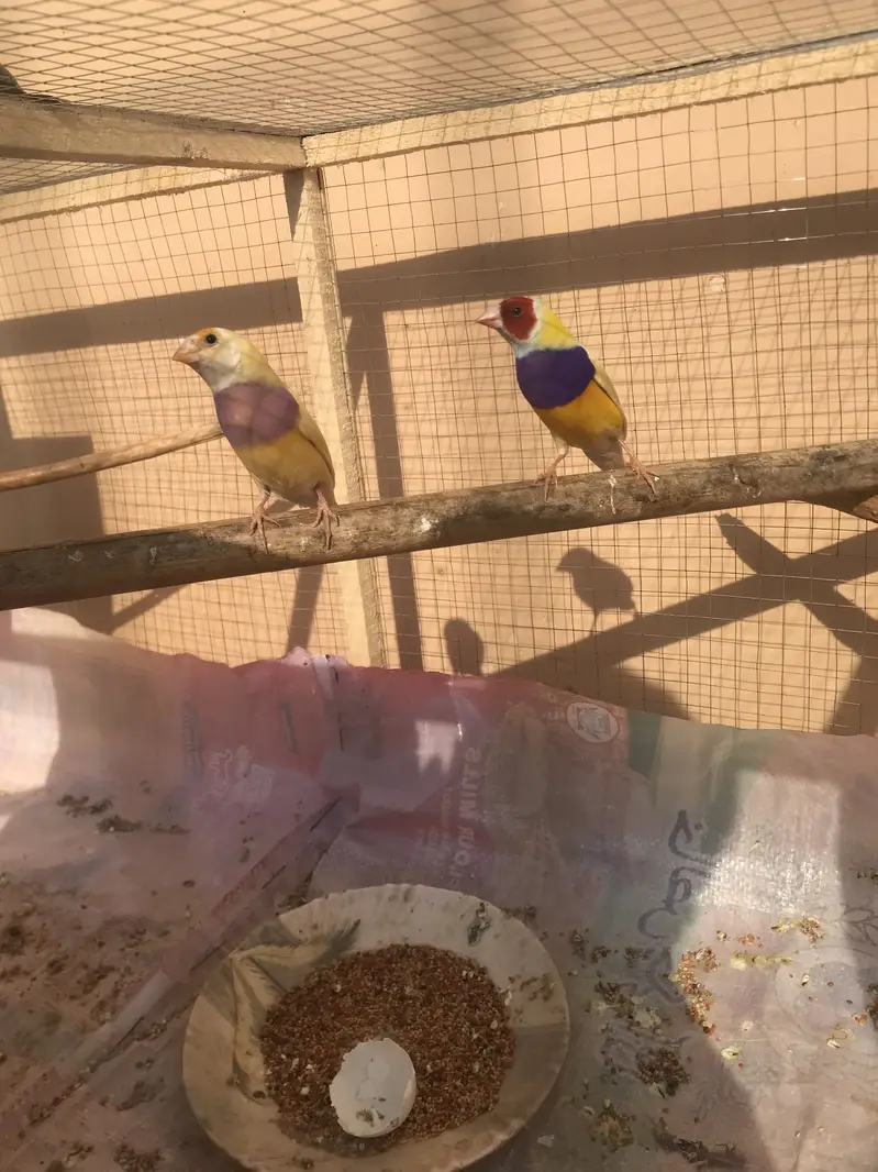 Lutino gouldian good size pair 100%garunte breederpair for urgent sale — photo 6