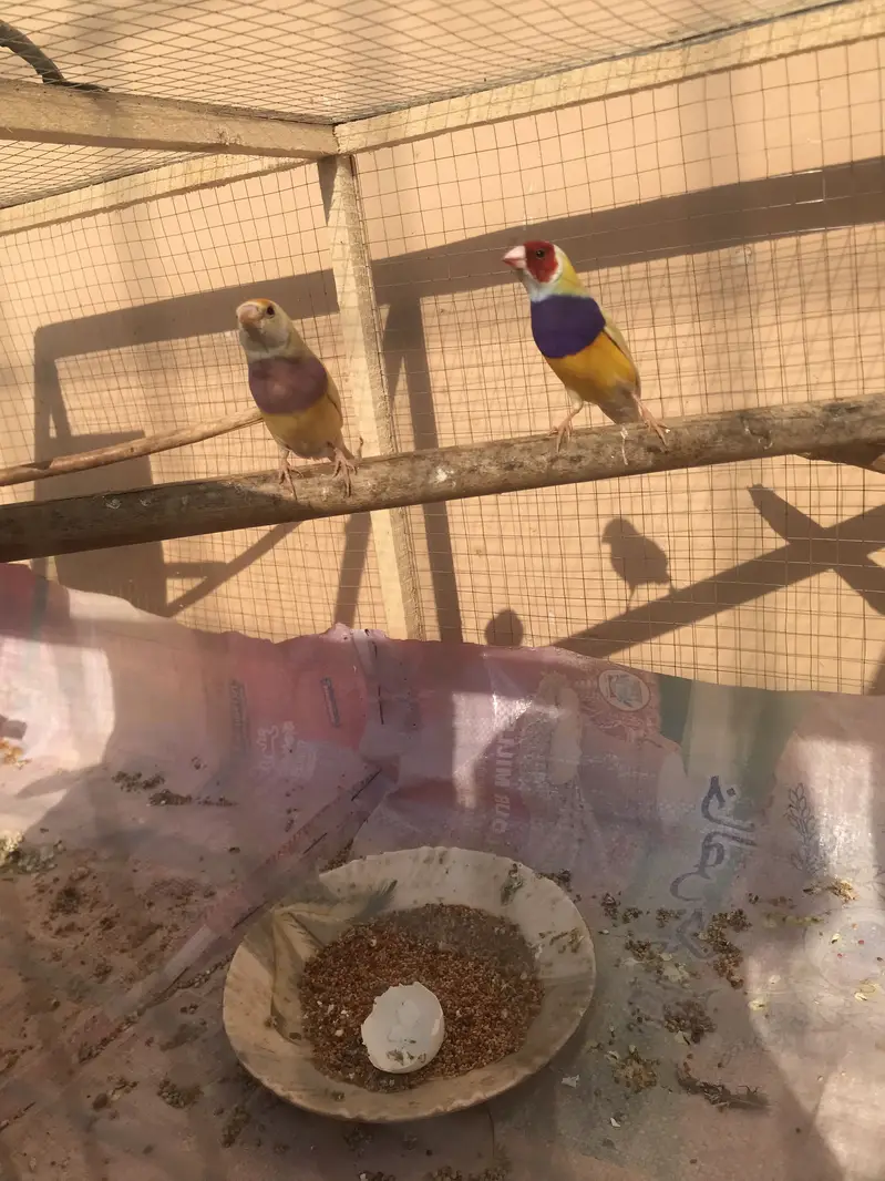 Lutino gouldian good size pair 100%garunte breederpair for urgent sale — photo 7