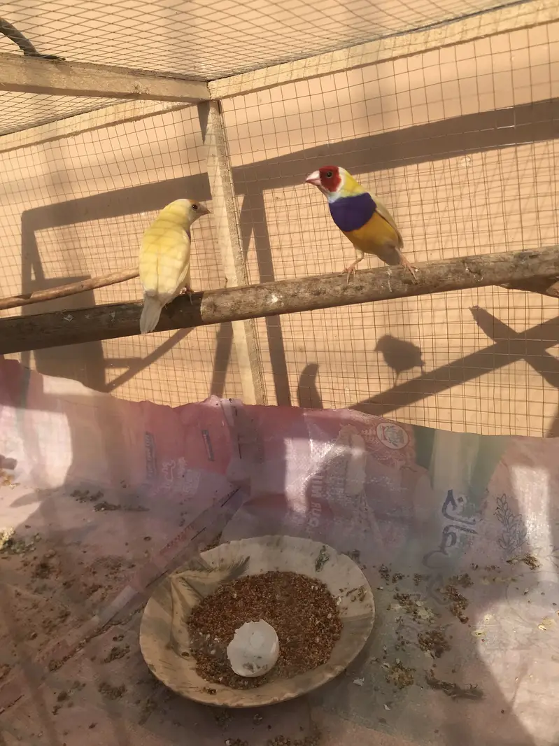 Lutino gouldian good size pair 100%garunte breederpair for urgent sale — photo 8