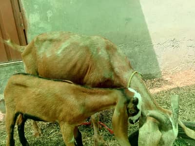 dood wali bakri. for. + bach