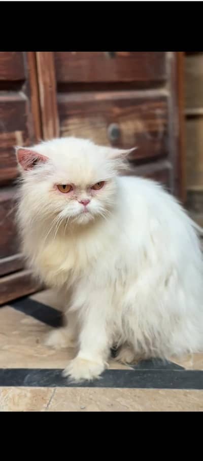 female cat for adoption