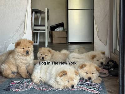 Extreme Quality Chow chow Puppies Available For Import