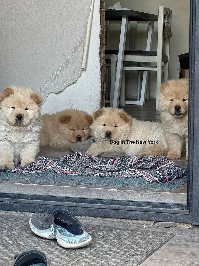 Extreme Quality Chow chow Puppies Available For Import — photo 2