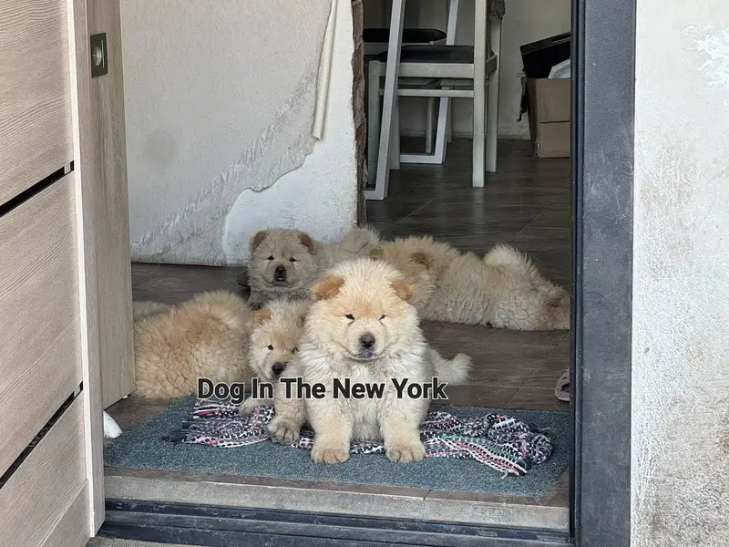 Extreme Quality Chow chow Puppies Available For Import — photo 3