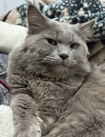 British long hair cat