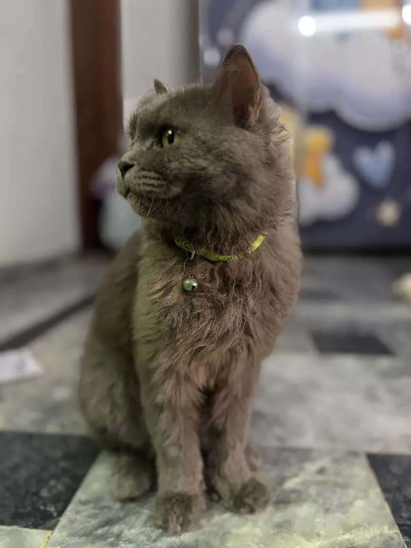 British long hair cat — photo 2