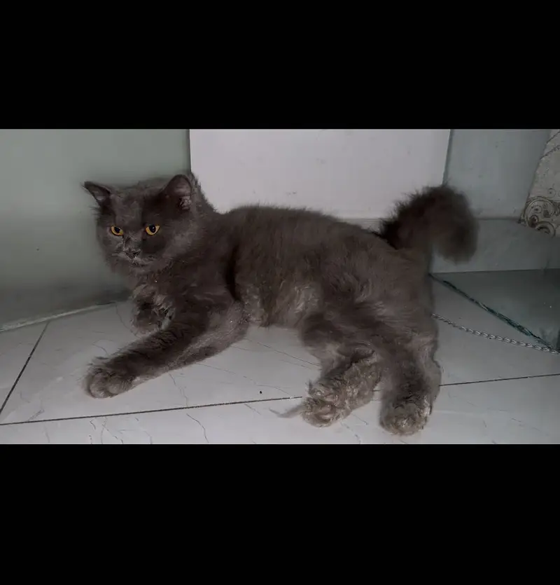 British long hair cat — photo 3
