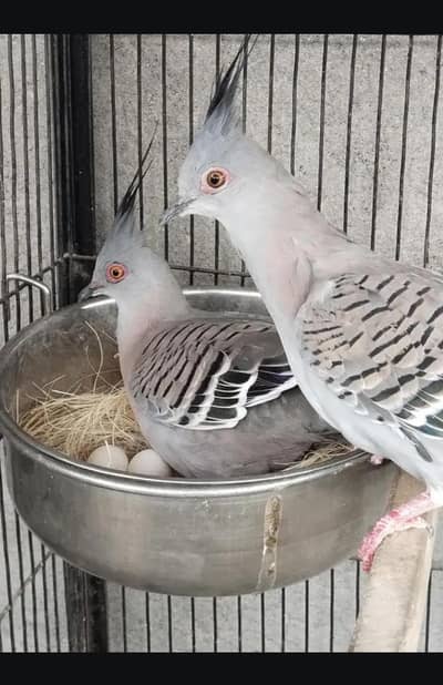 cristed dove