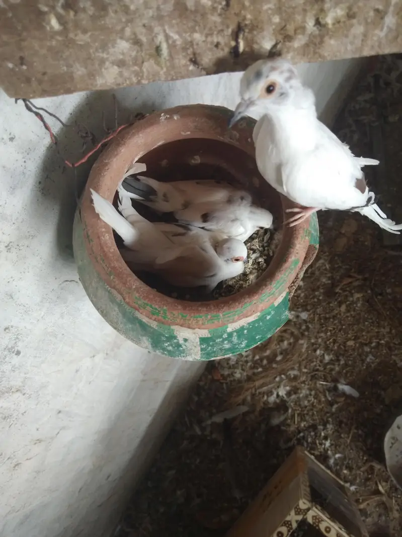 cristed dove — photo 3