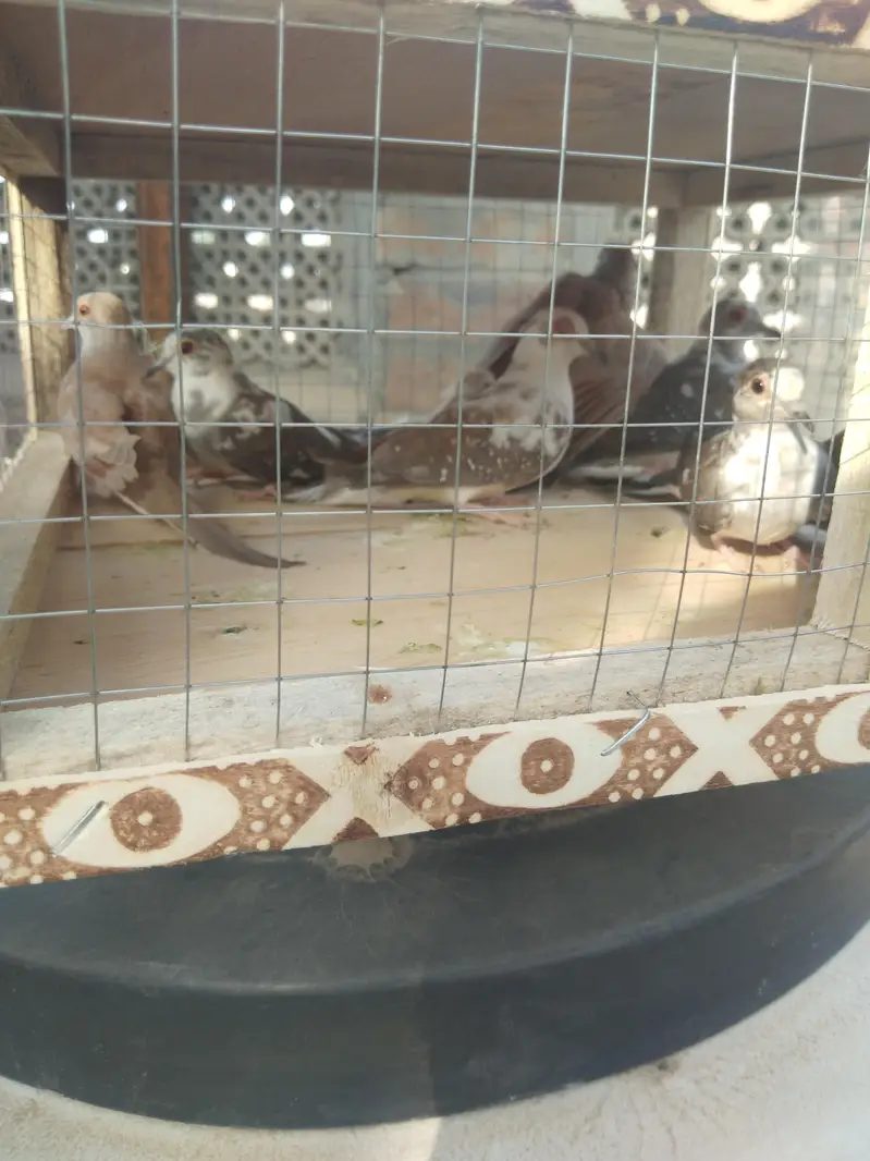 cristed dove — photo 4