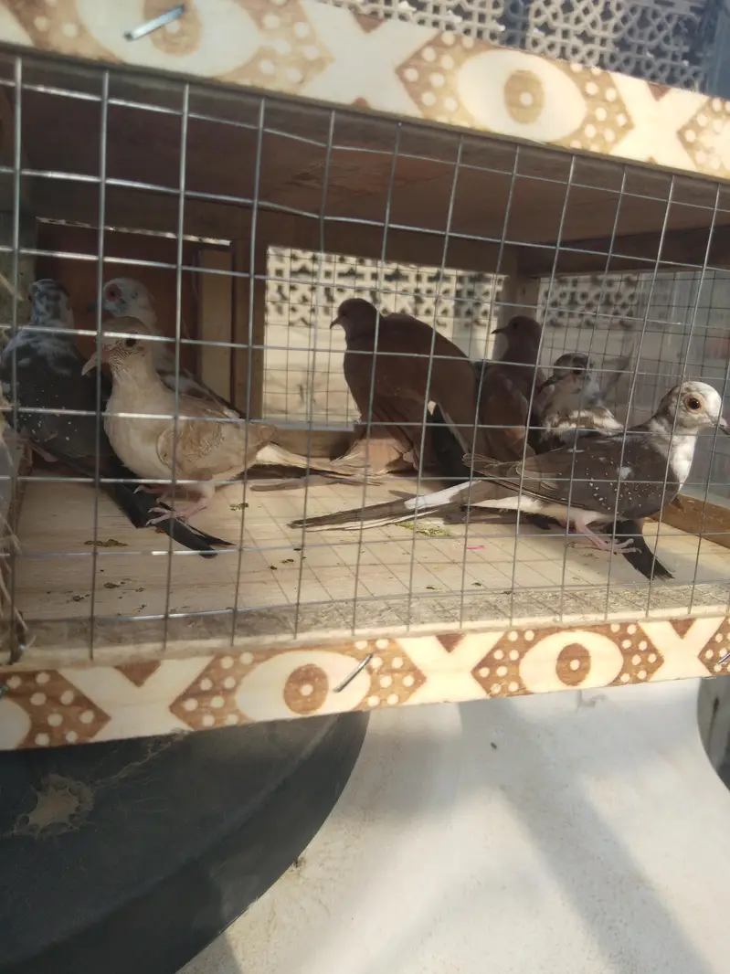 cristed dove — photo 6