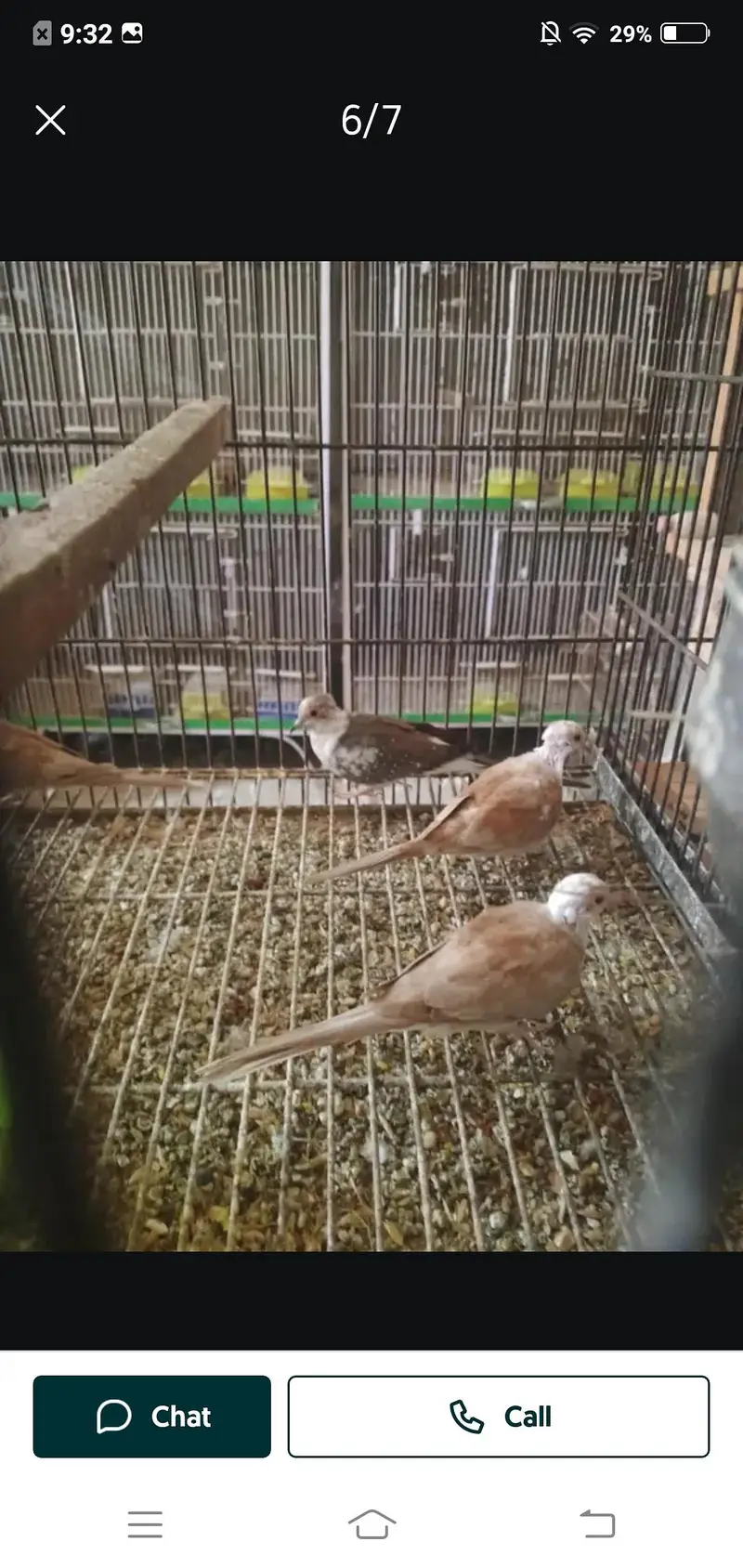 cristed dove — photo 7
