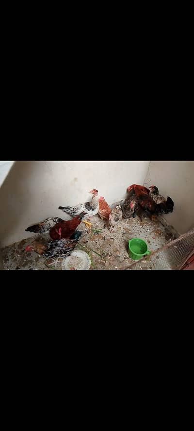 Golden Misri for sale urgent at Reasonable price.
