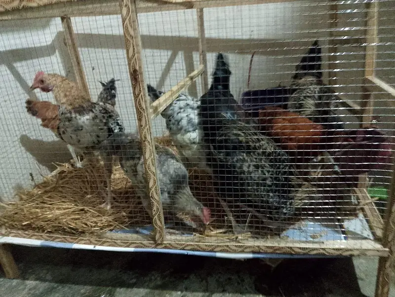 Golden Misri for sale urgent at Reasonable price. — photo 2