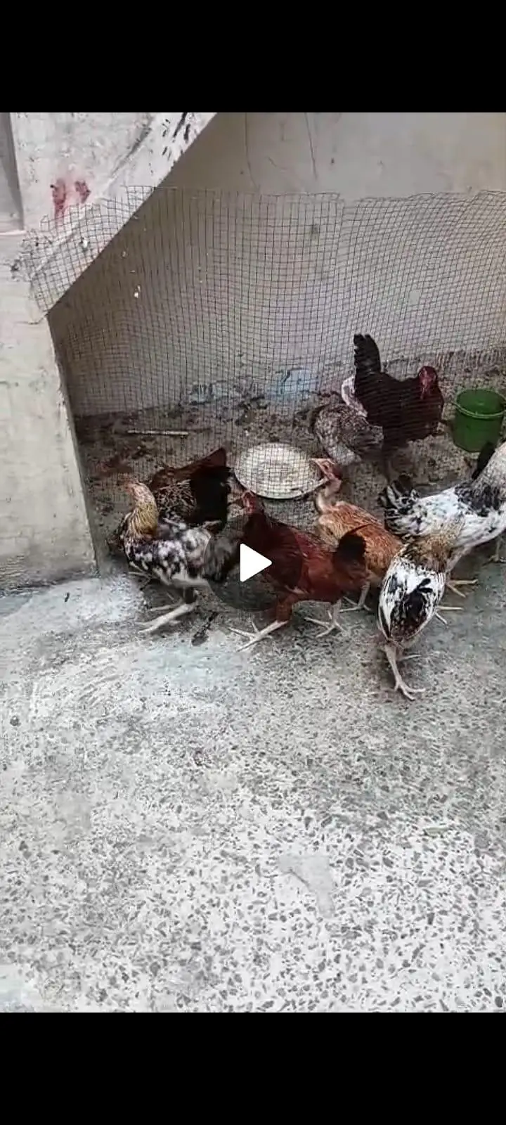 Golden Misri for sale urgent at Reasonable price. — photo 3