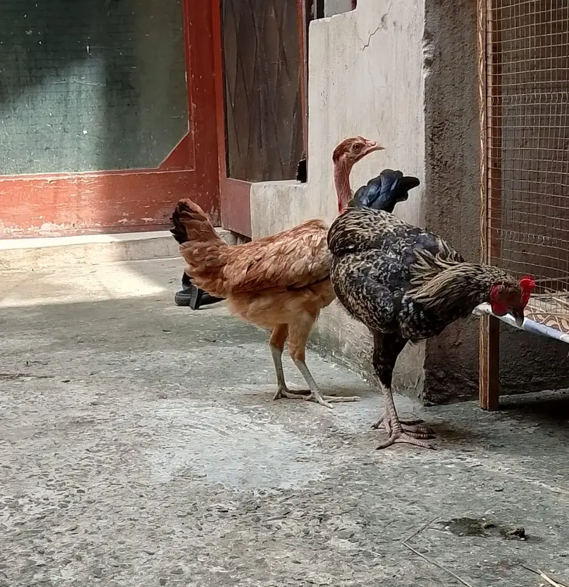 Golden Misri for sale urgent at Reasonable price. — photo 5