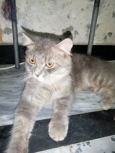 cat for sell