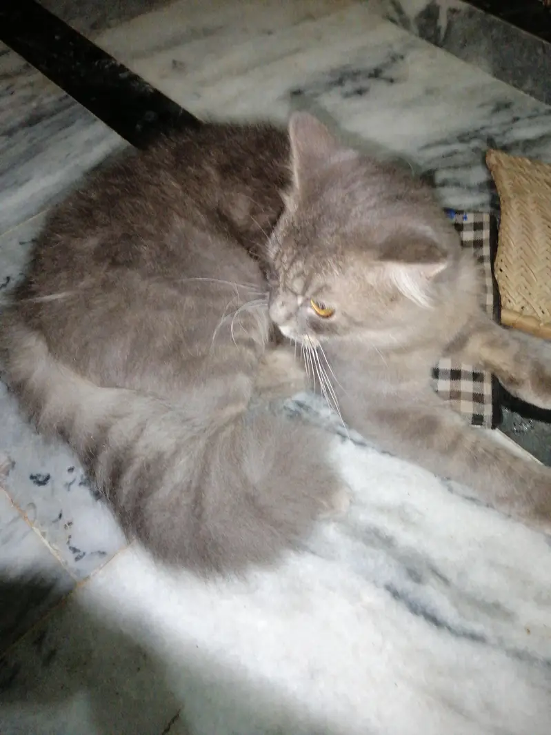 cat for sell — photo 2