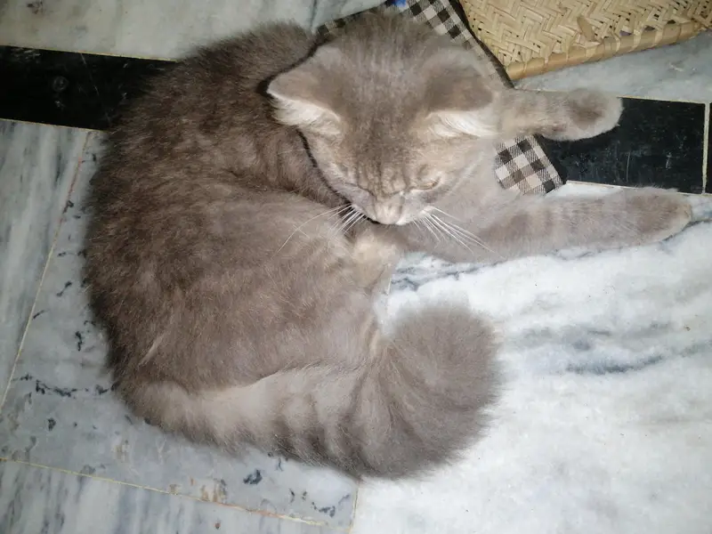 cat for sell — photo 3