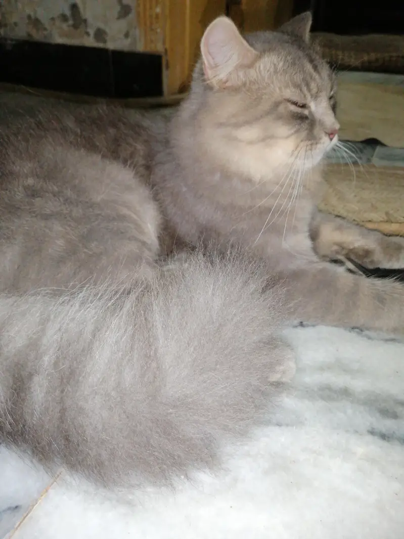cat for sell — photo 4