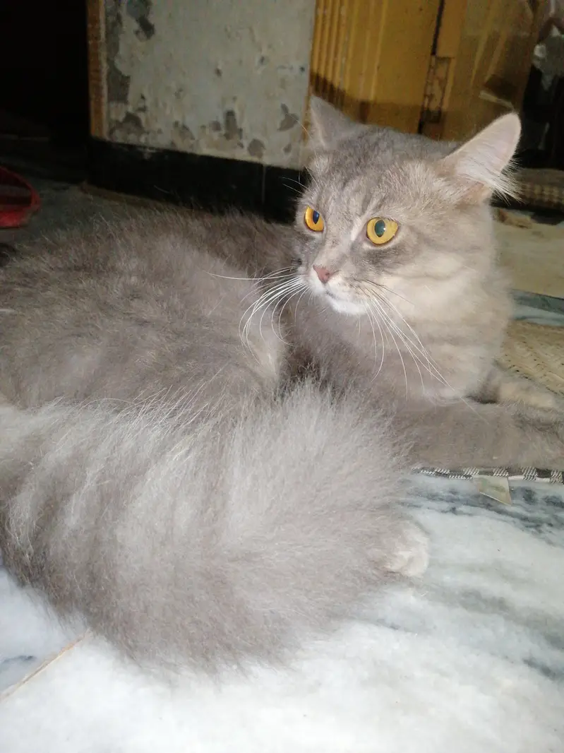 cat for sell — photo 5