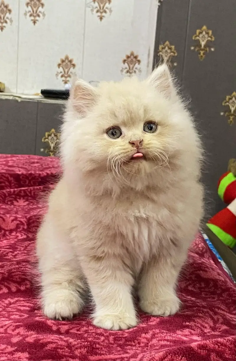 Persian kittens triple coat for sale contact whatsap 03716930454 — photo 2