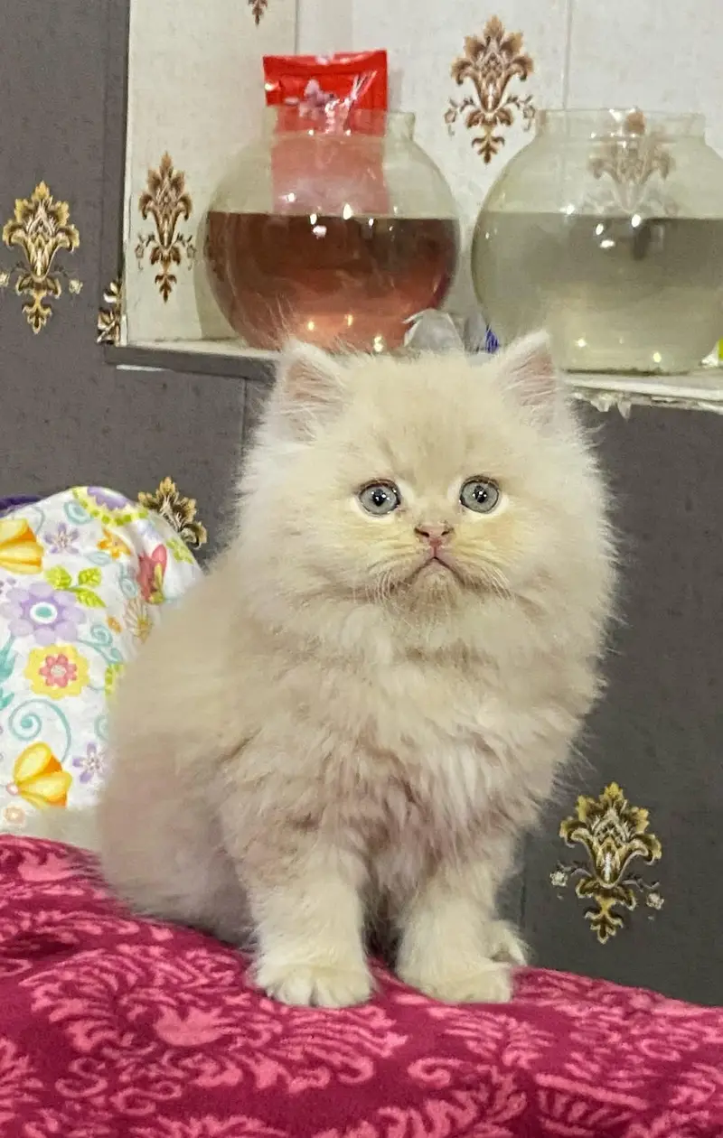 Persian kittens triple coat for sale contact whatsap 03716930454 — photo 3