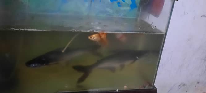blue line shark