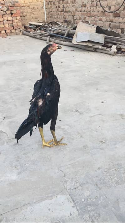Aseel patha or murgi