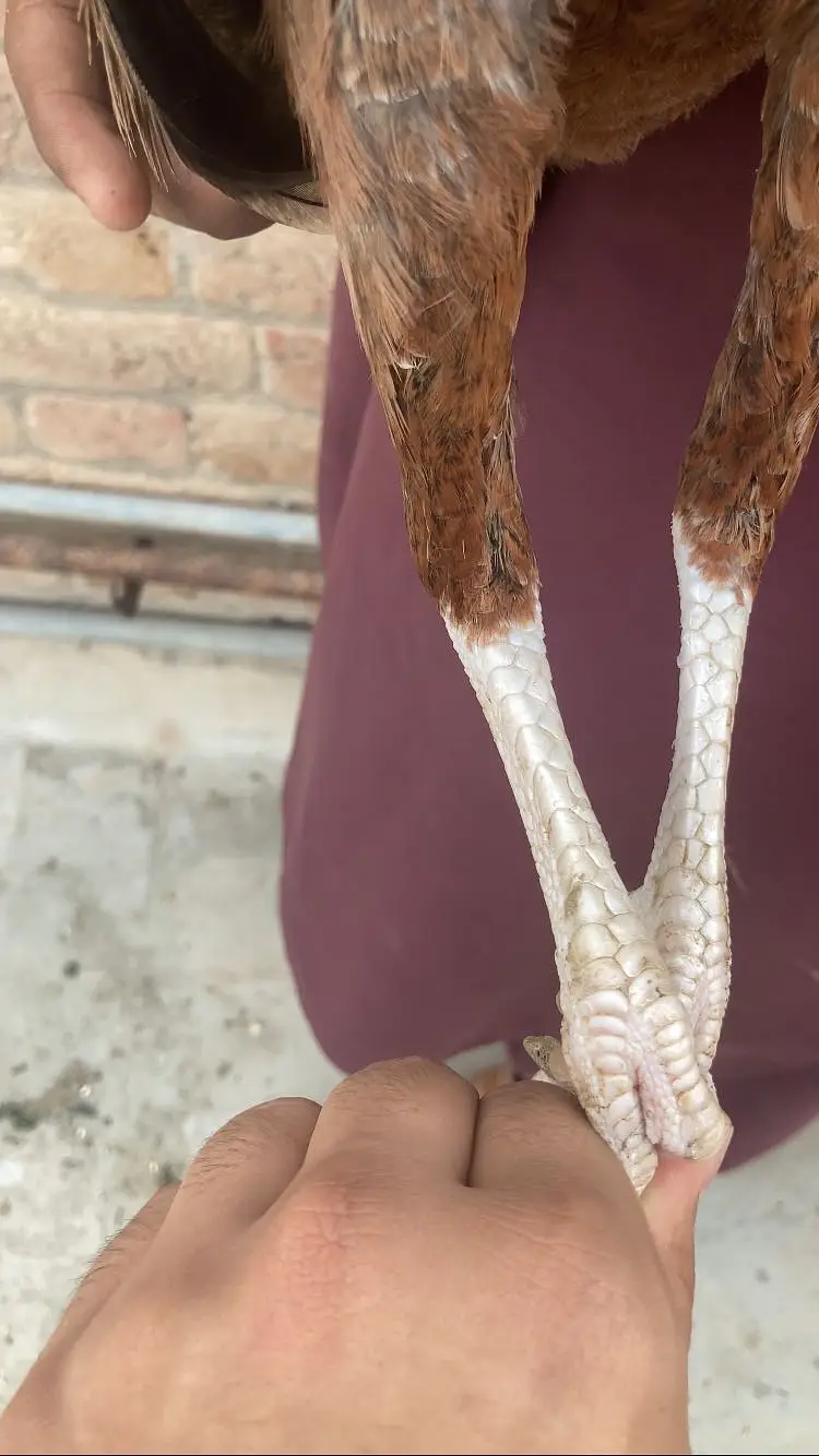 Aseel patha or murgi — photo 3