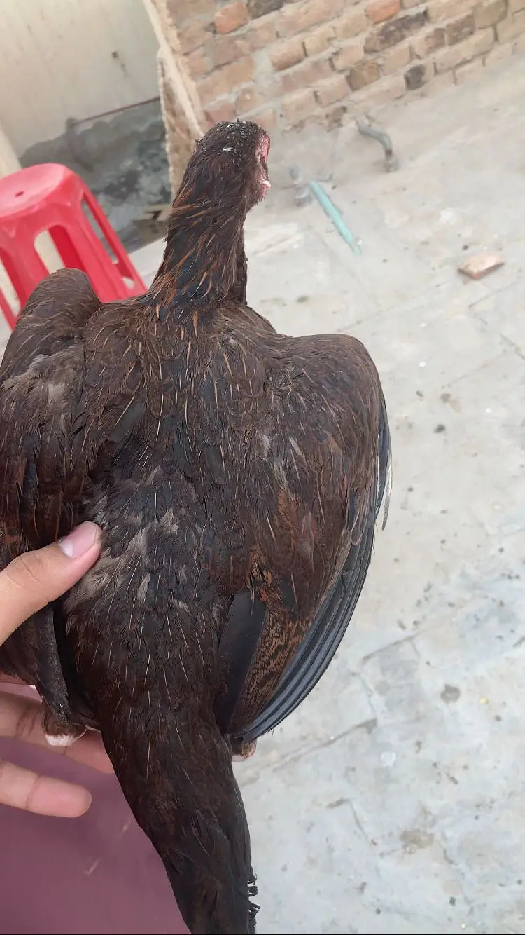 Aseel patha or murgi — photo 4