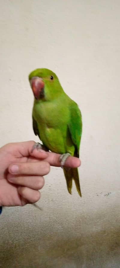Mashallah Green parrot Sell